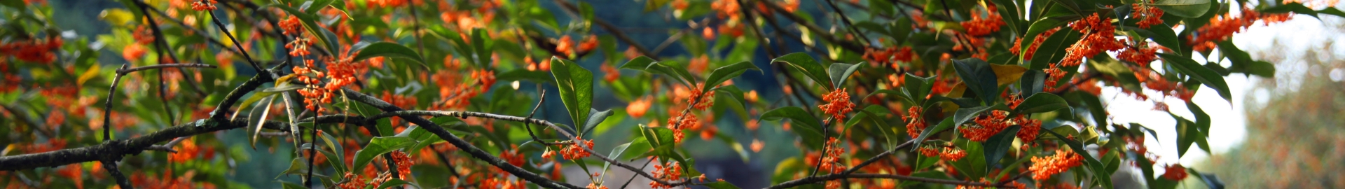 丹桂花开（9-11月）